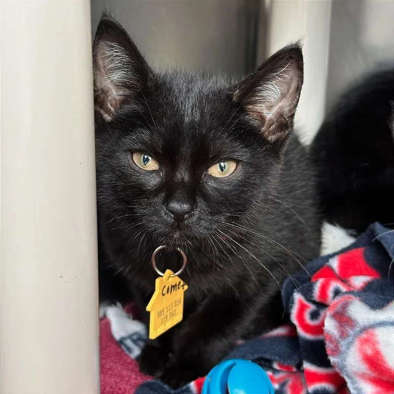 A baby small-sized male Black Domestic Short Hair cat named Comet for adoption in Springfield, MA