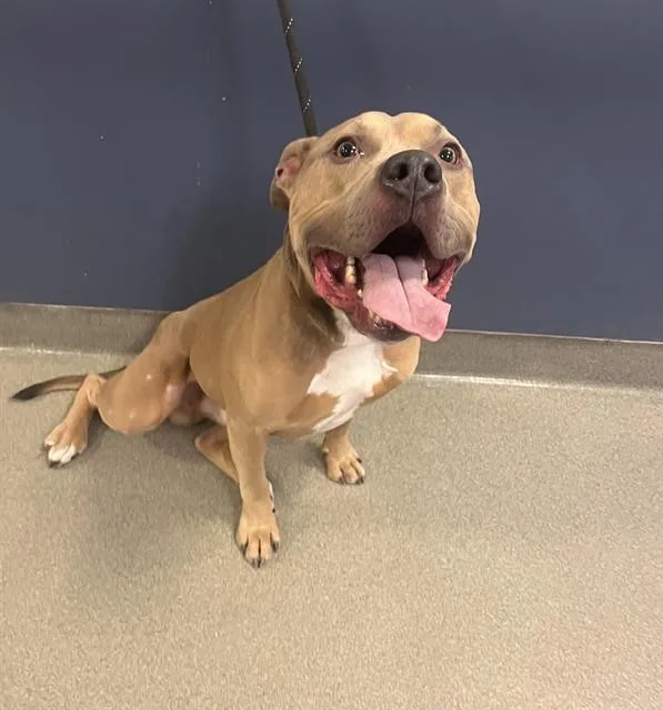 An adult medium-sized male American Bulldog dog named Ghost for adoption in Miami, FL