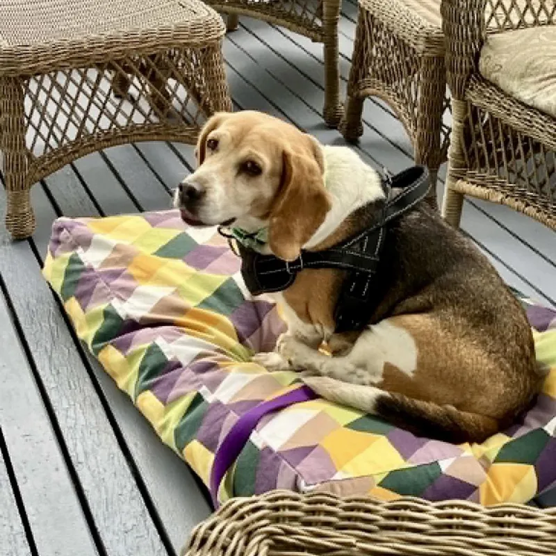 An adult medium-sized female Beagle dog named Julie for adoption in Groveland, MA