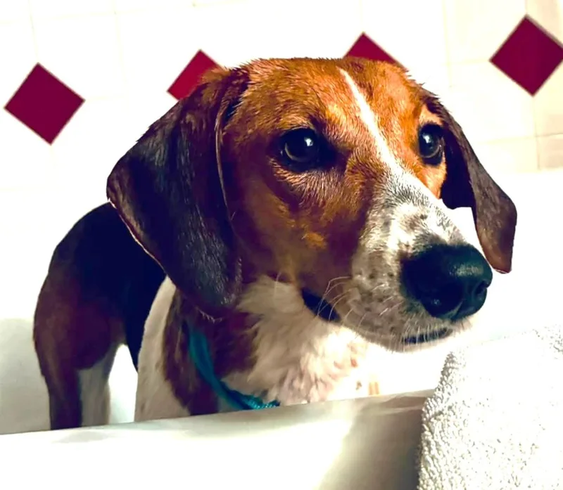 A young medium-sized female Tricolor (Brown, Black, & White) Foxhound dog named Rita for adoption in Lexington, MA