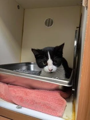 A baby medium-sized male Domestic Short Hair cat named Panda for adoption in Fairfax, VA