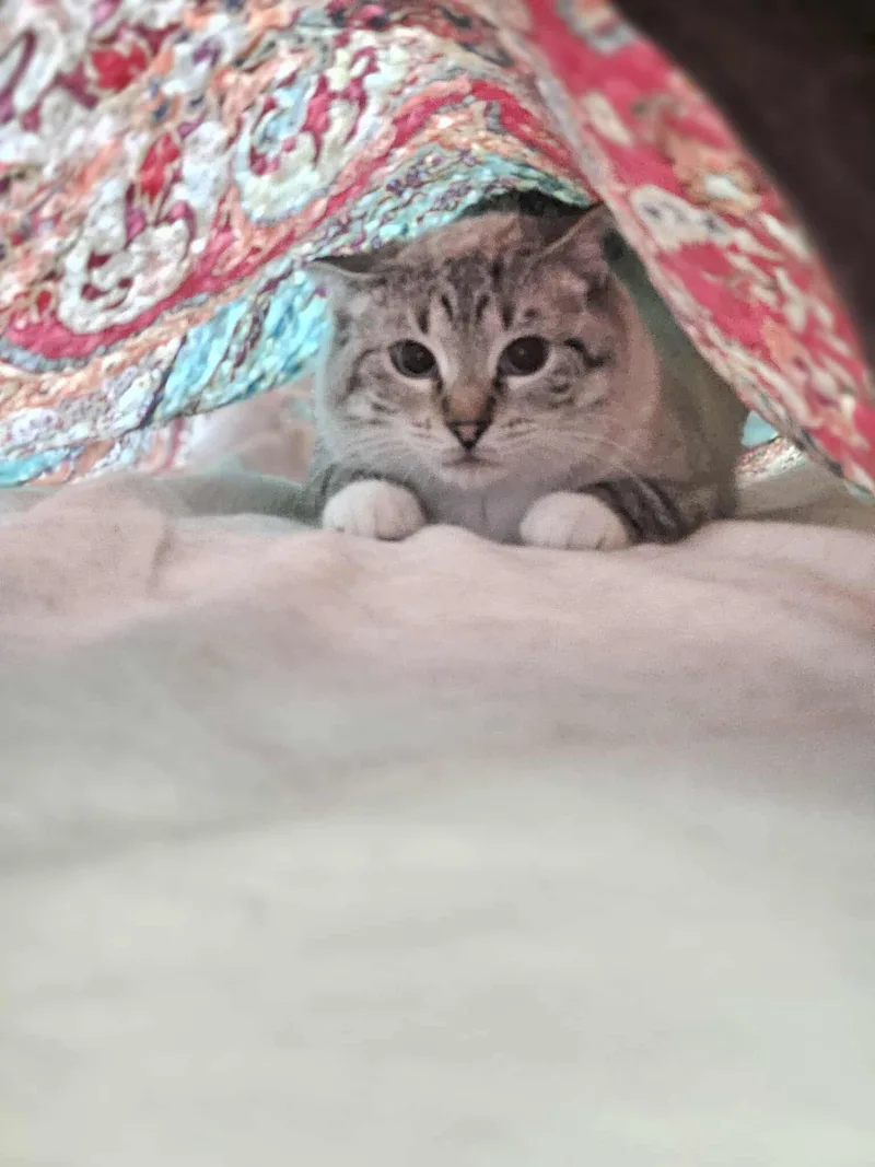 Marshmellow thumbnail 2