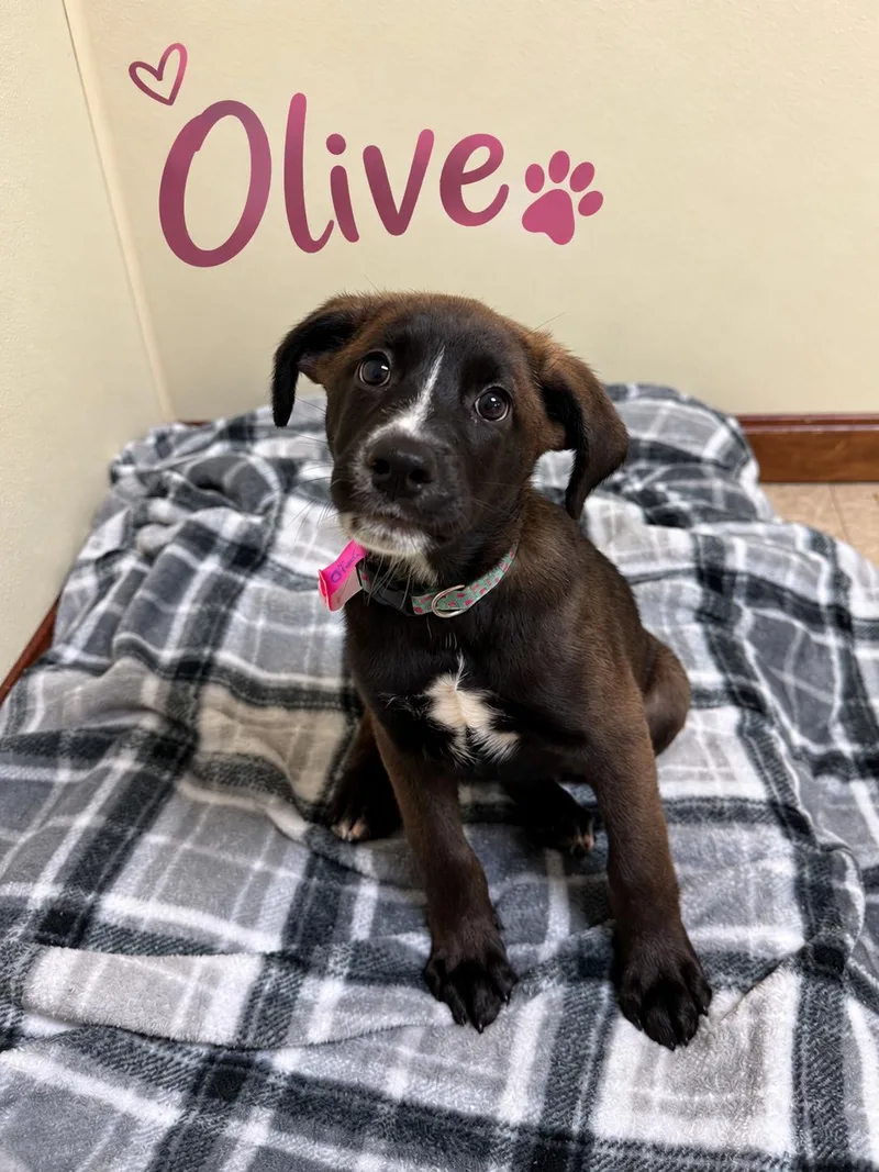 Olive thumbnail 4