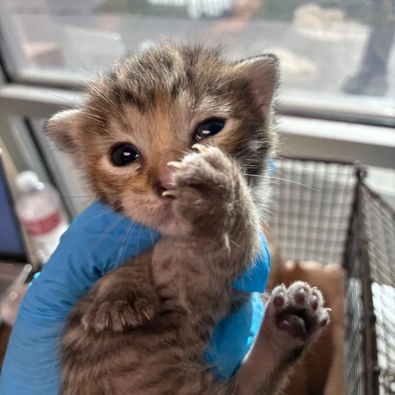 A baby small-sized female Brown / Chocolate Domestic Short Hair cat named Fantasia for adoption in San Antonio, TX