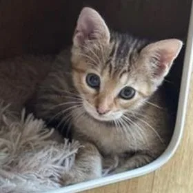 Fantasia thumbnail 2