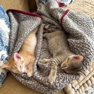 Fantasia thumbnail 3