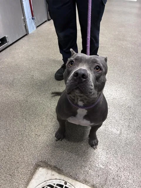 A young medium-sized female American Staffordshire Terrier dog named Ashes for adoption in Fort Myers, FL