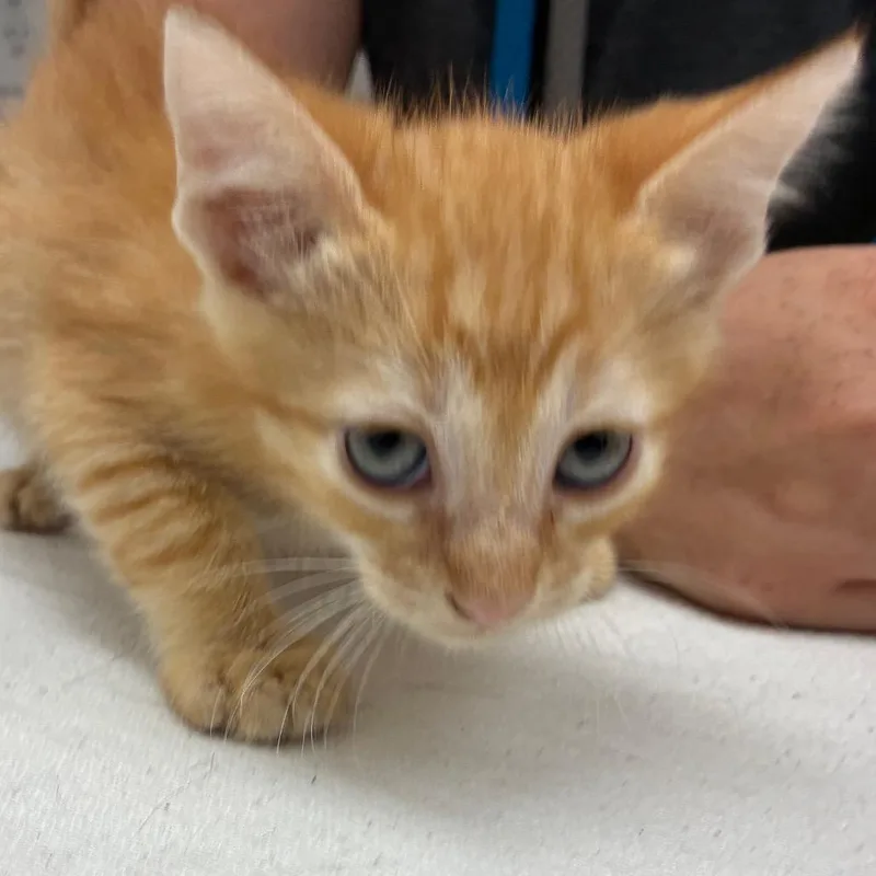 A baby small-sized male Orange / Red Domestic Short Hair cat named Rigatoni for adoption in Corpus Christi, TX