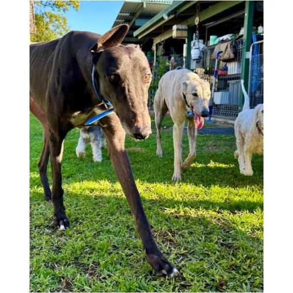 An adult large-sized male Greyhound dog named Evens Stevens for adoption in Tarpon Springs, FL