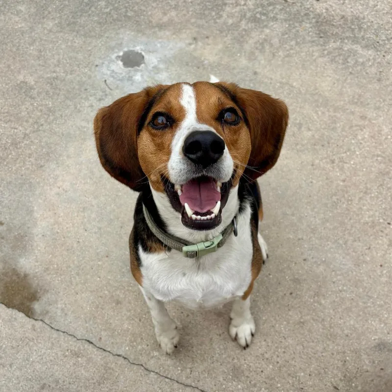 Onyx Fka Butternut thumbnail 3