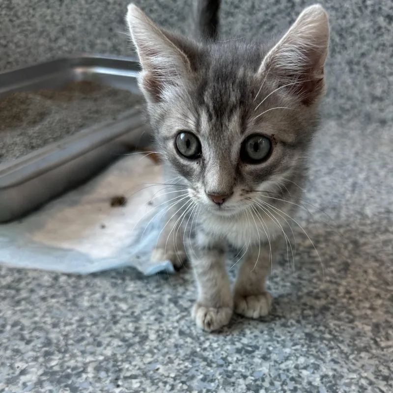 A baby small-sized male Domestic Short Hair cat named Waffle for adoption in Manassas, VA