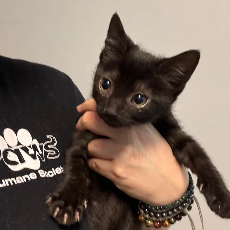 A baby small-sized female Black Domestic Short Hair cat named Amewlia Earhart for adoption in Columbus, GA
