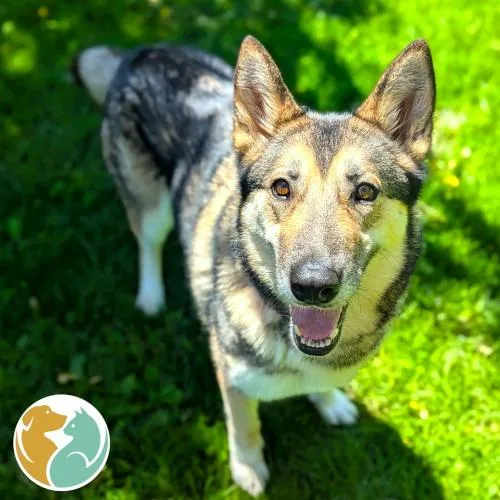 An adult medium-sized female Brown / Chocolate German Shepherd Dog dog named Athena for adoption in Toledo, OH