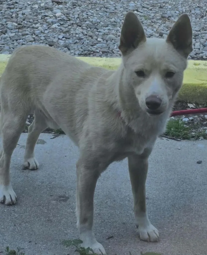 An adult medium-sized male American Eskimo Dog dog named Burrito for adoption in Hillsdale, IN