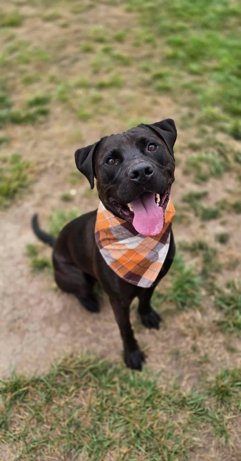 A young medium-sized male Black Staffordshire Bull Terrier dog named Chance for adoption in santa monica, CA