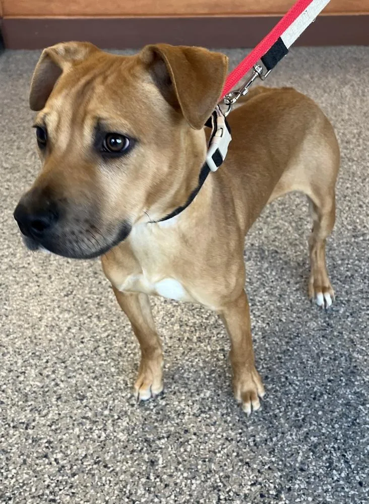 A baby medium-sized male Mixed Breed dog named Lloyd for adoption in Greenbelt, MD