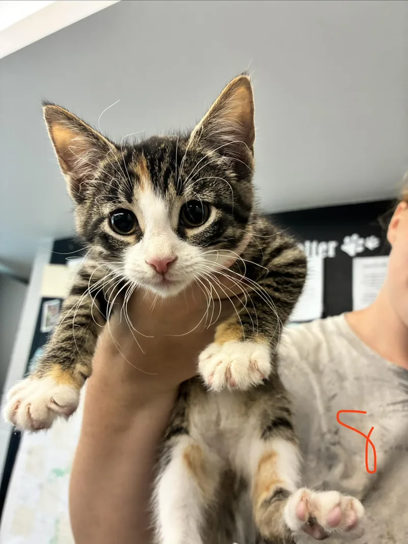 A baby medium-sized female Torbie Domestic Short Hair cat named Cocoa for adoption in Caro, MI