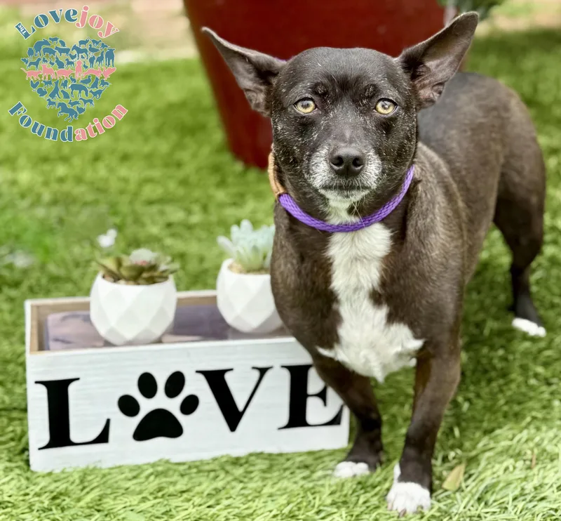 An adult small-sized male Black Chihuahua dog named Bam Bam Coh for adoption in Inglewood, CA