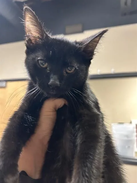 A baby small-sized male Domestic Short Hair cat named Vander for adoption in Modesto, CA