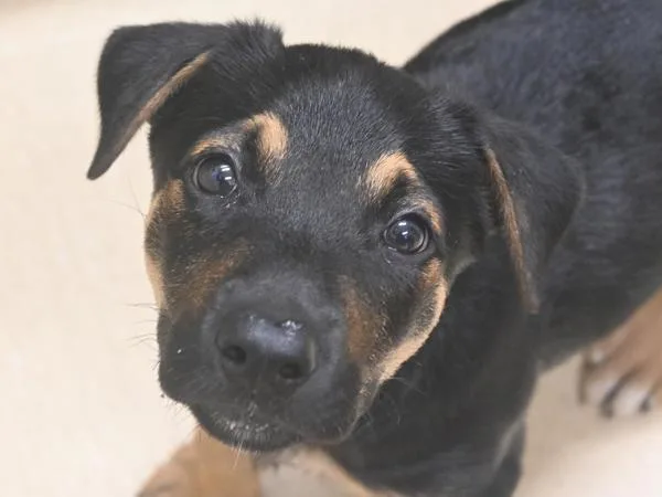 A baby medium-sized male Shepherd dog named Chompers for adoption in Portland, OR