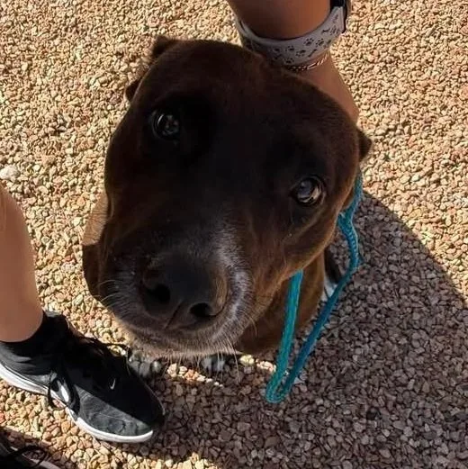 An adult medium-sized female Black Border Collie dog named Jazz for adoption in Sierra Vista, AZ