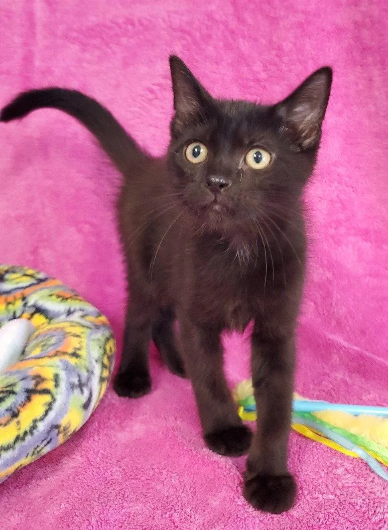 A baby large-sized male Black Domestic Short Hair cat named Fritz for adoption in Greenville, IL