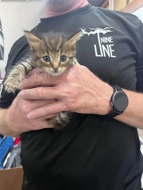 A baby small-sized female Domestic Medium Hair cat named Muir for adoption in Fort Walton Beach, FL