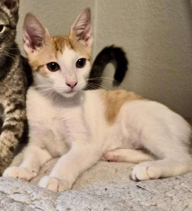A baby small-sized male Orange & White Domestic Short Hair cat named Pony Boy for adoption in Houston, TX