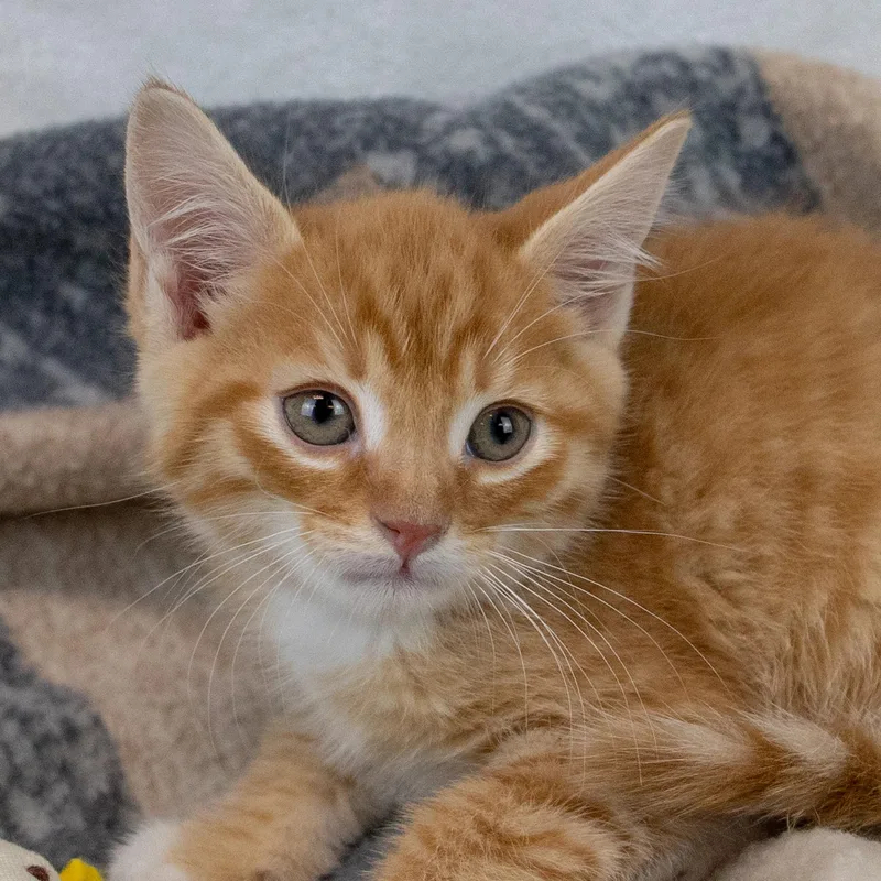 A baby medium-sized male Domestic Short Hair cat named Tempo for adoption in Kennesaw, GA