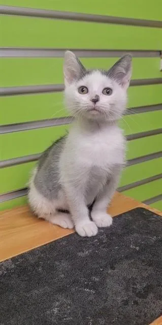 A baby small-sized female Domestic Short Hair cat named Elsa for adoption in Saint Peters, MO