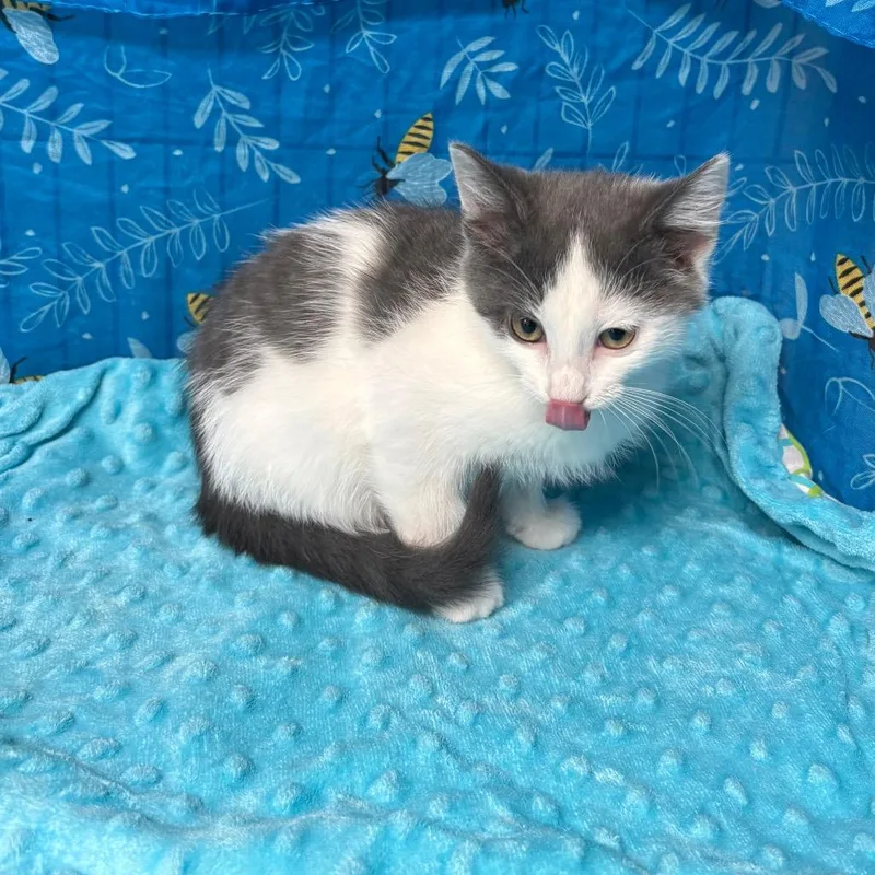 A baby small-sized female White American Shorthair cat named Sativa for adoption in Greenfield, IN