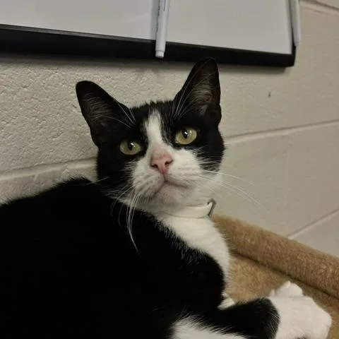 An adult medium-sized female Black & White / Tuxedo Domestic Short Hair cat named Slyvia for adoption in Triadelphia, WV