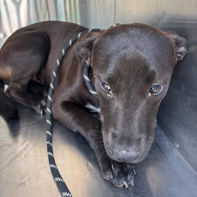 A young medium-sized female Black Mixed Breed dog named StrayMapleCircle"Black Girl" for adoption in Columbus, GA