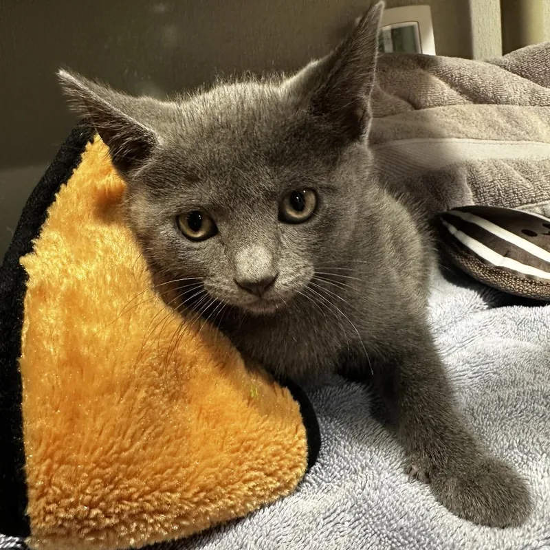 A baby small-sized female Black Domestic Short Hair cat named Indigo for adoption in Tampa, FL