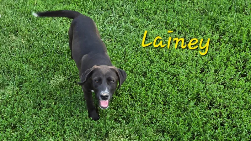 A young medium-sized female Labrador Retriever dog named Lainey for adoption in Rutledge, TN