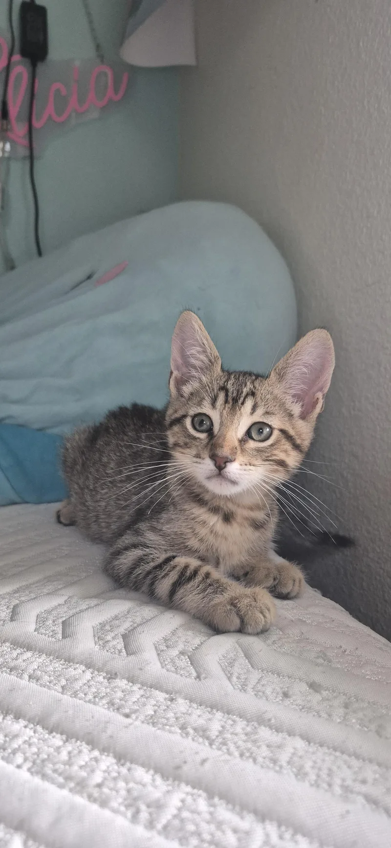 A baby small-sized male Domestic Short Hair cat named Daniel Tiger for adoption in Rio Linda, CA