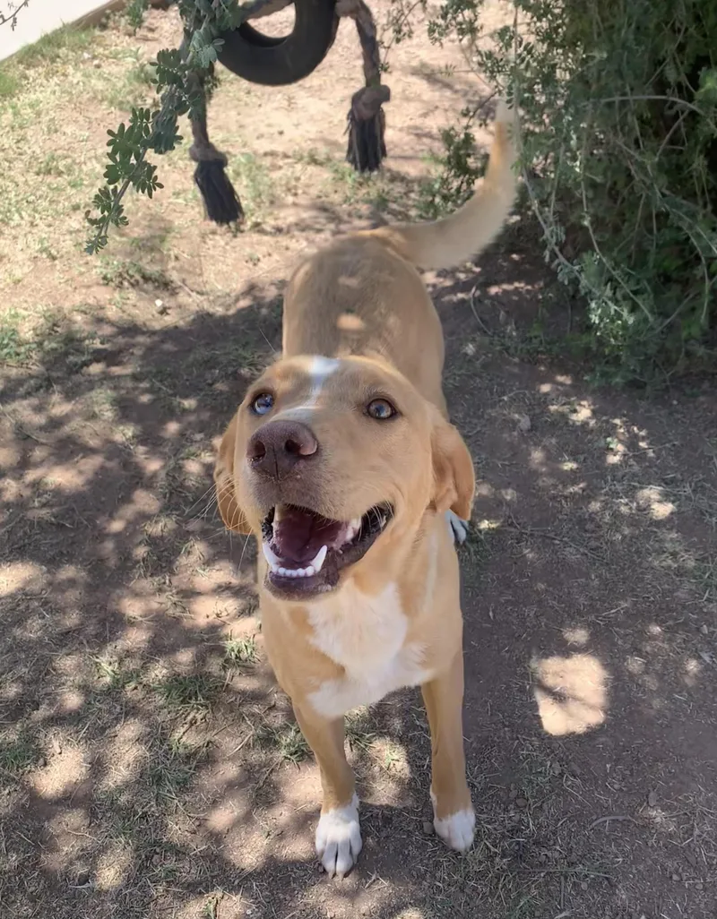 An adult medium-sized female Apricot / Beige Labrador Retriever dog named Apricot for adoption in Bisbee, AZ
