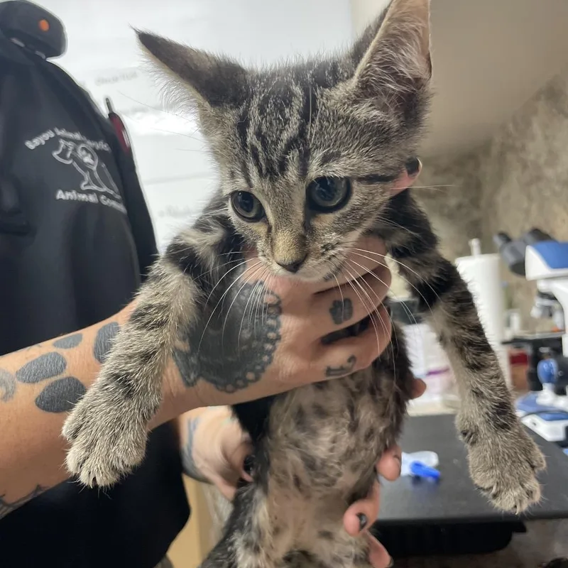 A baby small-sized male Brown / Chocolate Domestic Short Hair cat named Kringle for adoption in Dickinson, TX