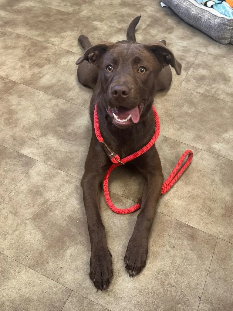 A young medium-sized female Chocolate Labrador Retriever dog named Lady Maple for adoption in Springfield, OH