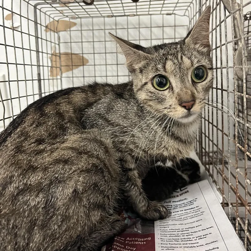 An adult medium-sized female Gray / Blue / Silver Domestic Short Hair cat named Flor for adoption in Edinburg, TX