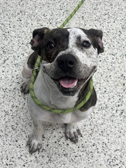 An adult small-sized female Hound dog named Sassy Fras for adoption in Atlanta, GA