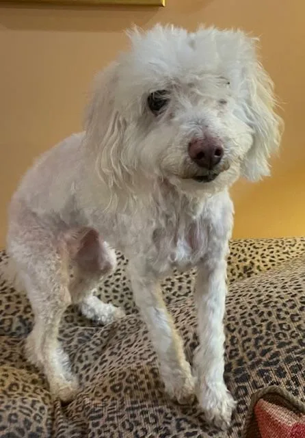 A senior small-sized female White / Cream Poodle dog named Angel for adoption in Memphis, TN