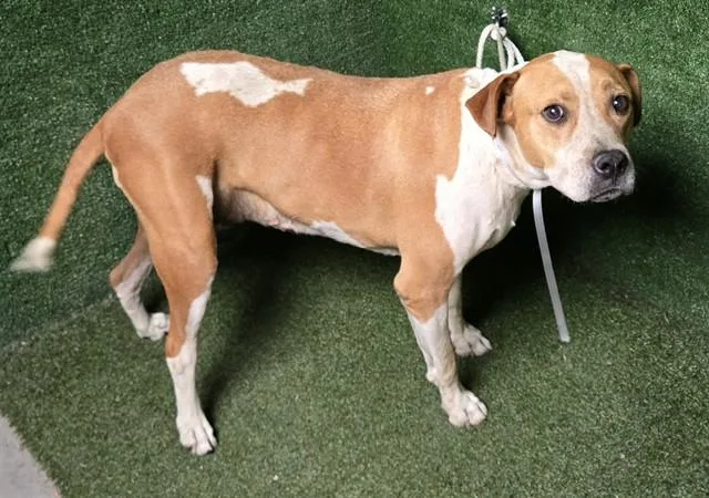 An adult medium-sized female Pit Bull Terrier dog named Patches for adoption in Lancaster, CA