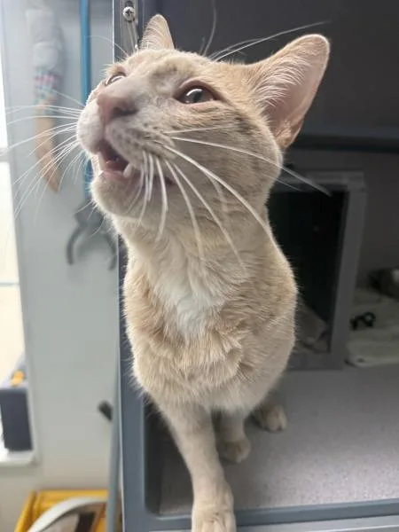 A young medium-sized male Domestic Short Hair cat named Ivan for adoption in Skillman, NJ