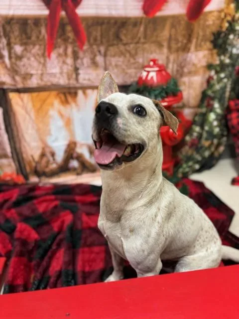 An adult medium-sized male Mixed Breed dog named Lucky Charm for adoption in Jacksonville, FL