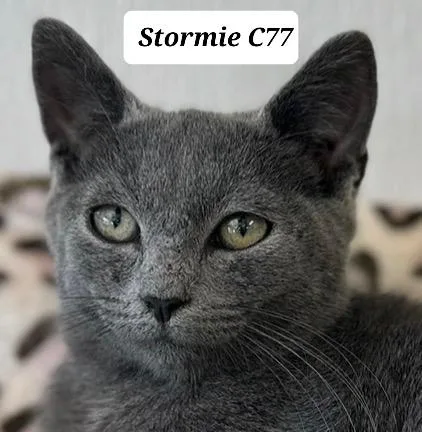A baby medium-sized female Gray / Blue / Silver Domestic Short Hair cat named Stormie for adoption in Morganton, NC