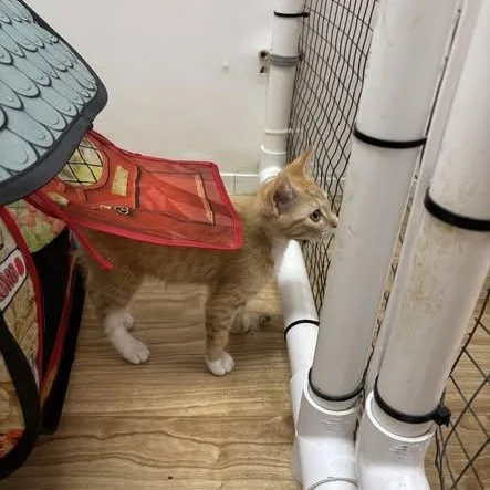 A baby medium-sized male Orange / Red Domestic Short Hair cat named Cheddar for adoption in St. Augustine, FL