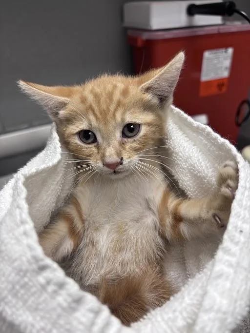 A baby small-sized female Domestic Short Hair cat named Sugar for adoption in Las Vegas, NV