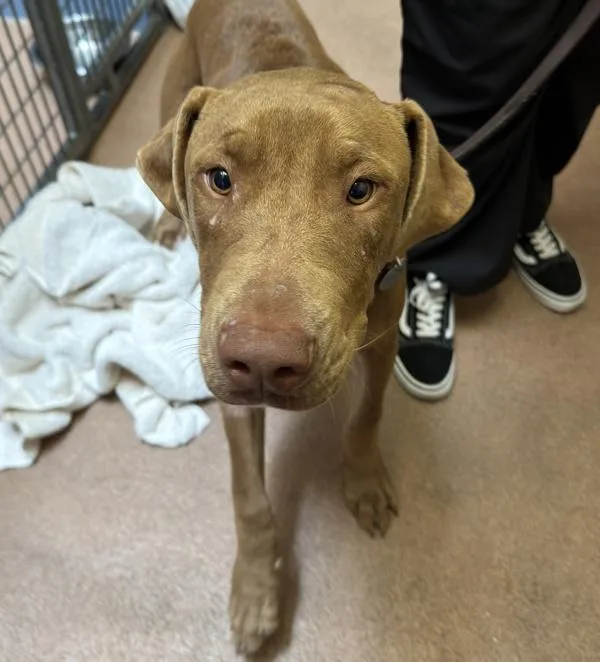 A young medium-sized male Pit Bull Terrier dog named Sunshine for adoption in San Diego, CA