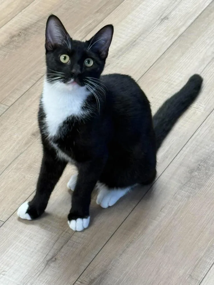 A baby small-sized male Black & White / Tuxedo Domestic Short Hair cat named Romulus Sunset for adoption in Mount Laurel, NJ